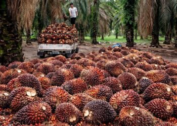 Harga Sawit Anjlok, Petani Kalbar Terjepit di Tengah Bayang-Bayang Ekspor Satu Pintu