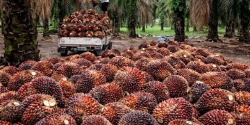 Harga Sawit Anjlok, Petani Kalbar Terjepit di Tengah Bayang-Bayang Ekspor Satu Pintu