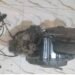 Motor Dicuri dari Kebun Kelapa, Pria di Tebas Ditangkap Polisi