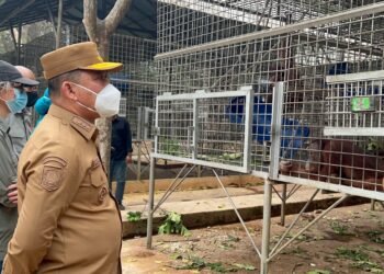 Di Tengah Penanganan Karhutla Ketapang,   Norsan Tinjau Pusat Rehabilitasi Orangutan