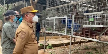Di Tengah Penanganan Karhutla Ketapang,   Norsan Tinjau Pusat Rehabilitasi Orangutan