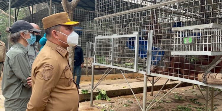 Di Tengah Penanganan Karhutla Ketapang, Norsan Tinjau Pusat Rehabilitasi Orangutan