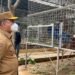 Di Tengah Penanganan Karhutla Ketapang,   Norsan Tinjau Pusat Rehabilitasi Orangutan